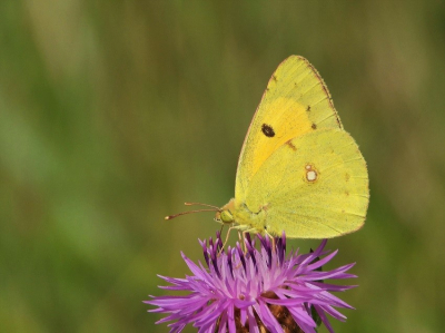 <i class='fa fa-user'></i>&nbsp;Jelle Bakker&nbsp;|  Oranje Luzernevlinder&nbsp; <i class='fa fa-eye'>&nbsp;76</i> &nbsp;<i class='fa fa-thumbs-up'>&nbsp;2</i> &nbsp; <i class='fa fa-comment-o'>&nbsp;3</i>