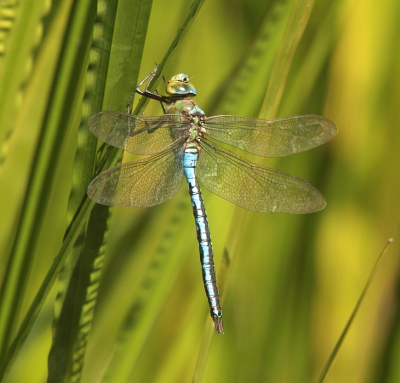 <i class='fa fa-user'></i>&nbsp;Meindert&nbsp;|  Grote Keizerlibel&nbsp; <i class='fa fa-eye'>&nbsp;80</i> &nbsp; <i class='fa fa-comment-o'>&nbsp;1</i>