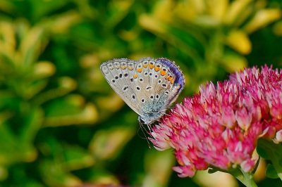 <i class='fa fa-user'></i>&nbsp;Bert Veerman&nbsp;|  Icarusblauwtje&nbsp; <i class='fa fa-eye'>&nbsp;72</i> &nbsp; <i class='fa fa-comment-o'>&nbsp;2</i>