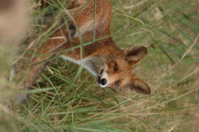 <i class='fa fa-user'></i>&nbsp;Jenne Meijer&nbsp;|  Vos&nbsp; <i class='fa fa-eye'>&nbsp;170</i> &nbsp;<i class='fa fa-thumbs-up'>&nbsp;3</i> &nbsp; <i class='fa fa-comment-o'>&nbsp;3</i>