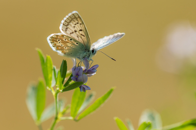 <i class='fa fa-user'></i>&nbsp;Willem Verhagen&nbsp;|  Bleek Blauwtje&nbsp; <i class='fa fa-eye'>&nbsp;69</i> &nbsp;<i class='fa fa-thumbs-up'>&nbsp;4</i> &nbsp; <i class='fa fa-comment-o'>&nbsp;5</i>