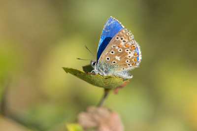 <i class='fa fa-user'></i>&nbsp;Willem Verhagen&nbsp;|  Adonisblauwtje&nbsp; <i class='fa fa-eye'>&nbsp;91</i> &nbsp;<i class='fa fa-thumbs-up'>&nbsp;4</i> &nbsp; <i class='fa fa-comment-o'>&nbsp;2</i>