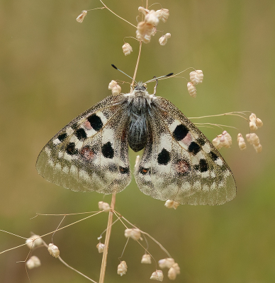 <i class='fa fa-user'></i>&nbsp;Jurgen Maassen&nbsp;|  Kleine Apollovlinder&nbsp; <i class='fa fa-eye'>&nbsp;127</i> &nbsp;<i class='fa fa-thumbs-up'>&nbsp;8</i> &nbsp; <i class='fa fa-comment-o'>&nbsp;10</i>