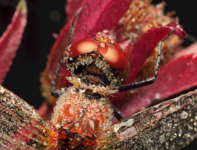 <i class='fa fa-user'></i>&nbsp;tonysettanta&nbsp;|  Bloedrode Heidelibel&nbsp; <i class='fa fa-eye'>&nbsp;95</i> &nbsp; <i class='fa fa-comment-o'>&nbsp;4</i>