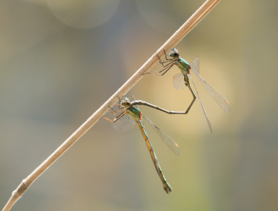 <i class='fa fa-user'></i>&nbsp;Truus Aletta Maan&nbsp;|  Houtpantserjuffer&nbsp; <i class='fa fa-eye'>&nbsp;67</i> &nbsp;<i class='fa fa-thumbs-up'>&nbsp;1</i> &nbsp; <i class='fa fa-comment-o'>&nbsp;7</i>