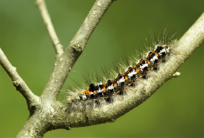 <i class='fa fa-user'></i>&nbsp;Jelle Bakker&nbsp;|  Donsvlinder&nbsp; <i class='fa fa-eye'>&nbsp;59</i> &nbsp;<i class='fa fa-thumbs-up'>&nbsp;1</i> &nbsp; <i class='fa fa-comment-o'>&nbsp;1</i>