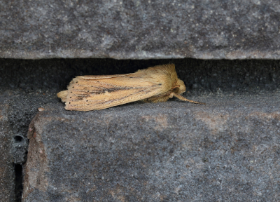 <i class='fa fa-user'></i>&nbsp;Ad Sprang&nbsp;|  Egelskopboorder&nbsp; <i class='fa fa-eye'>&nbsp;80</i> &nbsp;<i class='fa fa-thumbs-up'>&nbsp;2</i> &nbsp; <i class='fa fa-comment-o'>&nbsp;4</i>