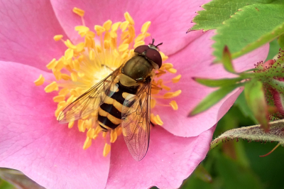 <i class='fa fa-user'></i>&nbsp;A. Soeting&nbsp;|  Bandzweefvlieg sp.&nbsp; <i class='fa fa-eye'>&nbsp;60</i> &nbsp; <i class='fa fa-comment-o'>&nbsp;3</i>