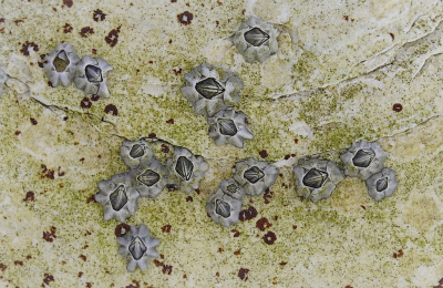 <i class='fa fa-user'></i>&nbsp;Nel R&nbsp;|  Nieuw-Zeelandse Zeepok&nbsp; <i class='fa fa-eye'>&nbsp;119</i> &nbsp;<i class='fa fa-thumbs-up'>&nbsp;12</i> &nbsp; <i class='fa fa-comment-o'>&nbsp;12</i>