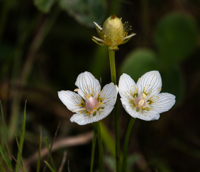 <i class='fa fa-user'></i>&nbsp;Eef Kieft&nbsp;|  Parnassia&nbsp; <i class='fa fa-eye'>&nbsp;79</i> &nbsp;<i class='fa fa-thumbs-up'>&nbsp;3</i> &nbsp; <i class='fa fa-comment-o'>&nbsp;4</i>