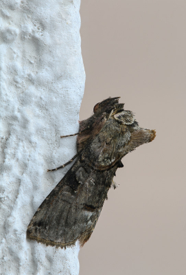 <i class='fa fa-user'></i>&nbsp;Robert Rodenburg&nbsp;|  Brandnetelkapje&nbsp; <i class='fa fa-eye'>&nbsp;80</i> &nbsp;<i class='fa fa-thumbs-up'>&nbsp;4</i> &nbsp; <i class='fa fa-comment-o'>&nbsp;8</i>