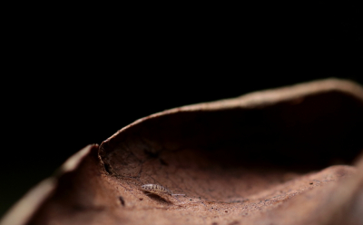 <i class='fa fa-user'></i>&nbsp;rixte&nbsp;|  Entomobrya multifasciata&nbsp; <i class='fa fa-eye'>&nbsp;90</i> &nbsp;<i class='fa fa-thumbs-up'>&nbsp;1</i> &nbsp; <i class='fa fa-comment-o'>&nbsp;7</i>