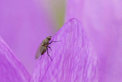 <i class='fa fa-user'></i>&nbsp;Nel R&nbsp;|  Bloemvlieg sp.&nbsp; <i class='fa fa-eye'>&nbsp;65</i> &nbsp; <i class='fa fa-comment-o'>&nbsp;9</i>