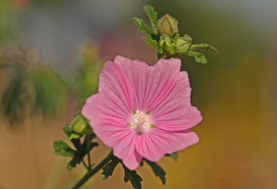 <i class='fa fa-user'></i>&nbsp;Cor&nbsp;|  Muskuskaasjeskruid&nbsp; <i class='fa fa-eye'>&nbsp;89</i> &nbsp;<i class='fa fa-thumbs-up'>&nbsp;9</i> &nbsp; <i class='fa fa-comment-o'>&nbsp;8</i>