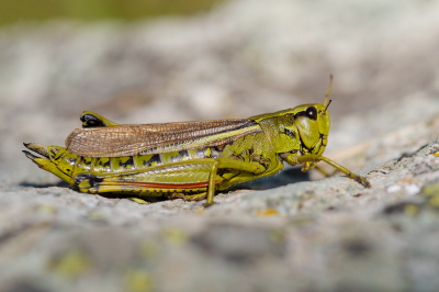 <i class='fa fa-user'></i>&nbsp;Willem Verhagen&nbsp;|  Moerassprinkhaan&nbsp; <i class='fa fa-eye'>&nbsp;67</i> &nbsp;<i class='fa fa-thumbs-up'>&nbsp;4</i> &nbsp; <i class='fa fa-comment-o'>&nbsp;7</i>