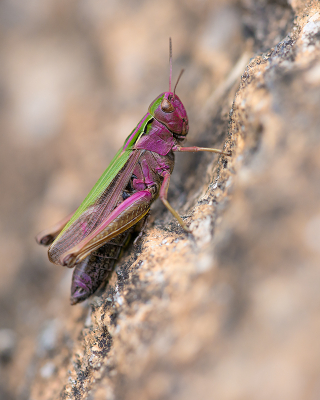 <i class='fa fa-user'></i>&nbsp;Willem Verhagen&nbsp;|  Wekkertje&nbsp; <i class='fa fa-eye'>&nbsp;82</i> &nbsp;<i class='fa fa-thumbs-up'>&nbsp;3</i> &nbsp; <i class='fa fa-comment-o'>&nbsp;5</i>