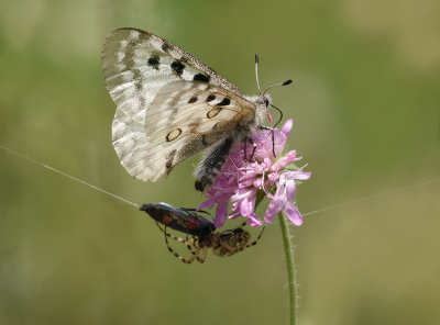 <i class='fa fa-user'></i>&nbsp;Jurgen Maassen&nbsp;|  Apollovlinder&nbsp; <i class='fa fa-eye'>&nbsp;78</i> &nbsp;<i class='fa fa-thumbs-up'>&nbsp;6</i> &nbsp; <i class='fa fa-comment-o'>&nbsp;7</i>