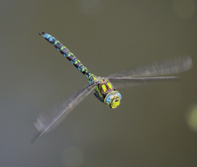 <i class='fa fa-user'></i>&nbsp;janvangastel&nbsp;|  Blauwe Glazenmaker&nbsp; <i class='fa fa-eye'>&nbsp;117</i> &nbsp;<i class='fa fa-thumbs-up'>&nbsp;12</i> &nbsp; <i class='fa fa-comment-o'>&nbsp;10</i>