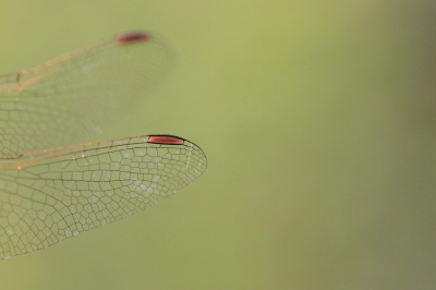 <i class='fa fa-user'></i>&nbsp;rixte&nbsp;|  Bruinrode Heidelibel&nbsp; <i class='fa fa-eye'>&nbsp;61</i> &nbsp; <i class='fa fa-comment-o'>&nbsp;9</i>