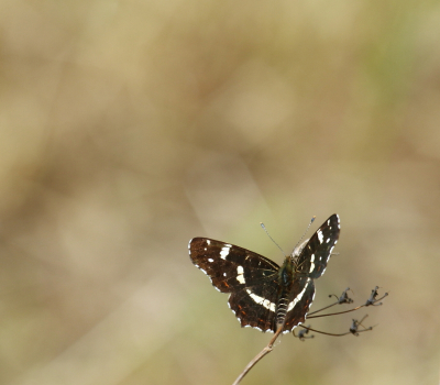 <i class='fa fa-user'></i>&nbsp;rixte&nbsp;|  Landkaartje&nbsp; <i class='fa fa-eye'>&nbsp;78</i> &nbsp;<i class='fa fa-thumbs-up'>&nbsp;2</i> &nbsp; <i class='fa fa-comment-o'>&nbsp;2</i>