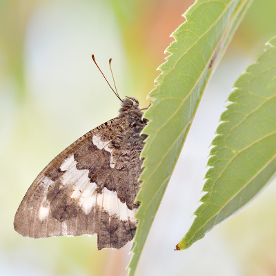 <i class='fa fa-user'></i>&nbsp;josephine&nbsp;|  Witbandzandoog&nbsp; <i class='fa fa-eye'>&nbsp;73</i> &nbsp; <i class='fa fa-comment-o'>&nbsp;6</i>