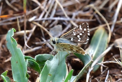 <i class='fa fa-user'></i>&nbsp;josephine&nbsp;|  Rood Spikkeldikkopje&nbsp; <i class='fa fa-eye'>&nbsp;73</i> &nbsp; <i class='fa fa-comment-o'>&nbsp;3</i>