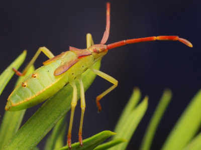 <i class='fa fa-user'></i>&nbsp;tonysettanta&nbsp;|  Jeneverbesrandwants&nbsp; <i class='fa fa-eye'>&nbsp;88</i> &nbsp; <i class='fa fa-comment-o'>&nbsp;8</i>