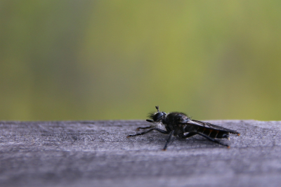 <i class='fa fa-user'></i>&nbsp;Robert Rodenburg&nbsp;|  Rode Dennenstamjager&nbsp; <i class='fa fa-eye'>&nbsp;70</i> &nbsp;<i class='fa fa-thumbs-up'>&nbsp;1</i> &nbsp; <i class='fa fa-comment-o'>&nbsp;1</i>