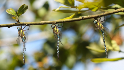 <i class='fa fa-user'></i>&nbsp;honderwa&nbsp;|  Paardenbijter&nbsp; <i class='fa fa-eye'>&nbsp;105</i> &nbsp;<i class='fa fa-thumbs-up'>&nbsp;3</i> &nbsp; <i class='fa fa-comment-o'>&nbsp;7</i>