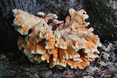 <i class='fa fa-user'></i>&nbsp;Paul Vandebroek&nbsp;|  Zwavelzwam&nbsp; <i class='fa fa-eye'>&nbsp;58</i> &nbsp;<i class='fa fa-thumbs-up'>&nbsp;2</i> &nbsp; <i class='fa fa-comment-o'>&nbsp;3</i>