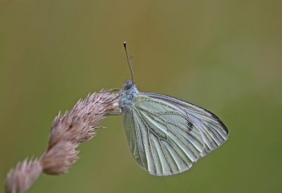 <i class='fa fa-user'></i>&nbsp;Cor&nbsp;|  Klein Geaderd Witje&nbsp; <i class='fa fa-eye'>&nbsp;60</i> &nbsp;<i class='fa fa-thumbs-up'>&nbsp;1</i> &nbsp; <i class='fa fa-comment-o'>&nbsp;3</i>