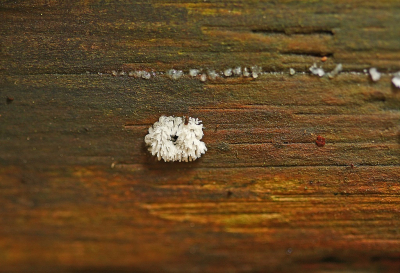 <i class='fa fa-user'></i>&nbsp;Cor&nbsp;|  Gewoon IJsvingertje&nbsp; <i class='fa fa-eye'>&nbsp;59</i> &nbsp; <i class='fa fa-comment-o'>&nbsp;10</i>