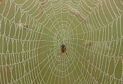 <i class='fa fa-user'></i>&nbsp;Cor&nbsp;|  Kruisspin&nbsp; <i class='fa fa-eye'>&nbsp;70</i> &nbsp; <i class='fa fa-comment-o'>&nbsp;11</i>