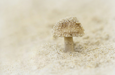 <i class='fa fa-user'></i>&nbsp;Nel R&nbsp;|  Duinfranjehoed&nbsp; <i class='fa fa-eye'>&nbsp;70</i> &nbsp;<i class='fa fa-thumbs-up'>&nbsp;2</i> &nbsp; <i class='fa fa-comment-o'>&nbsp;9</i>