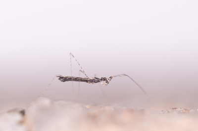 <i class='fa fa-user'></i>&nbsp;Gert-Jan Cromwijk&nbsp;|  Breedgeringde Muggenwants&nbsp; <i class='fa fa-eye'>&nbsp;74</i> &nbsp;<i class='fa fa-thumbs-up'>&nbsp;1</i> &nbsp; <i class='fa fa-comment-o'>&nbsp;2</i>