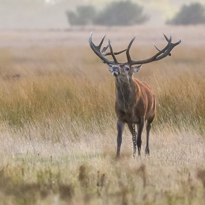 <i class='fa fa-user'></i>&nbsp;David&nbsp;|  Edelhert&nbsp; <i class='fa fa-eye'>&nbsp;147</i> &nbsp;<i class='fa fa-thumbs-up'>&nbsp;3</i> &nbsp; <i class='fa fa-comment-o'>&nbsp;3</i>