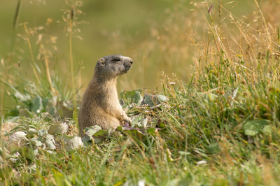 <i class='fa fa-user'></i>&nbsp;Willem Verhagen&nbsp;|  Alpenmarmot&nbsp; <i class='fa fa-eye'>&nbsp;95</i> &nbsp;<i class='fa fa-thumbs-up'>&nbsp;2</i> &nbsp; <i class='fa fa-comment-o'>&nbsp;1</i>