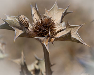 <i class='fa fa-user'></i>&nbsp;susan meijnders&nbsp;|  Blauwe Zeedistel&nbsp; <i class='fa fa-eye'>&nbsp;72</i> &nbsp; <i class='fa fa-comment-o'>&nbsp;7</i>