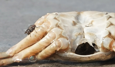 <i class='fa fa-user'></i>&nbsp;nelappelmelk&nbsp;|  Strandvlieg sp.&nbsp; <i class='fa fa-eye'>&nbsp;102</i> &nbsp;<i class='fa fa-thumbs-up'>&nbsp;1</i> &nbsp; <i class='fa fa-comment-o'>&nbsp;7</i>