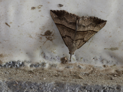 <i class='fa fa-user'></i>&nbsp;Ad Sprang&nbsp;|  Bruine Snuituil&nbsp; <i class='fa fa-eye'>&nbsp;93</i> &nbsp;<i class='fa fa-thumbs-up'>&nbsp;3</i> &nbsp; <i class='fa fa-comment-o'>&nbsp;6</i>