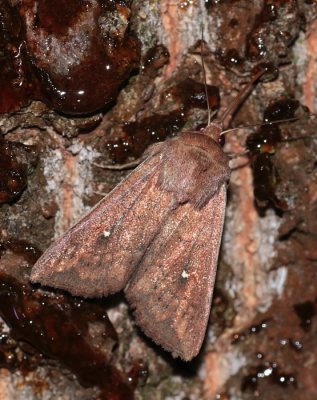 <i class='fa fa-user'></i>&nbsp;Meindert&nbsp;|  Witstipgrasuil&nbsp; <i class='fa fa-eye'>&nbsp;60</i> &nbsp; <i class='fa fa-comment-o'>&nbsp;1</i>