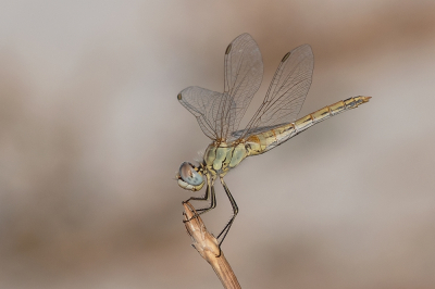 <i class='fa fa-user'></i>&nbsp;Johan van Gurp&nbsp;|  Zwervende Heidelibel&nbsp; <i class='fa fa-eye'>&nbsp;98</i> &nbsp;<i class='fa fa-thumbs-up'>&nbsp;11</i> &nbsp; <i class='fa fa-comment-o'>&nbsp;6</i>