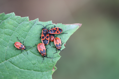 <i class='fa fa-user'></i>&nbsp;Paul Vandebroek&nbsp;|  Vuurwants&nbsp; <i class='fa fa-eye'>&nbsp;80</i> &nbsp;<i class='fa fa-thumbs-up'>&nbsp;2</i> &nbsp; <i class='fa fa-comment-o'>&nbsp;5</i>