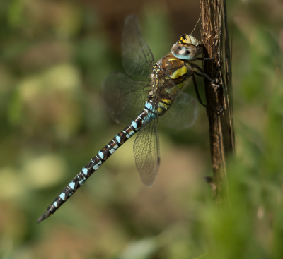 <i class='fa fa-user'></i>&nbsp;Truus Aletta Maan&nbsp;|  Paardenbijter&nbsp; <i class='fa fa-eye'>&nbsp;73</i> &nbsp;<i class='fa fa-thumbs-up'>&nbsp;1</i> &nbsp; <i class='fa fa-comment-o'>&nbsp;2</i>