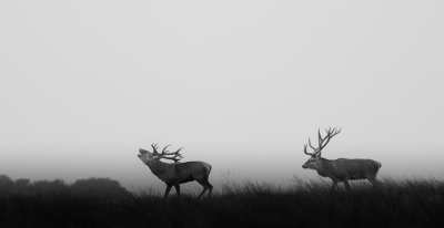 <i class='fa fa-user'></i>&nbsp;David&nbsp;|  Edelhert&nbsp; <i class='fa fa-eye'>&nbsp;135</i> &nbsp;<i class='fa fa-thumbs-up'>&nbsp;4</i> &nbsp; <i class='fa fa-comment-o'>&nbsp;4</i>