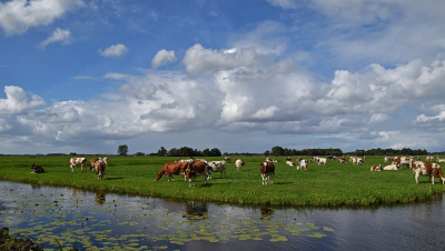 <i class='fa fa-user'></i>&nbsp;kooyammers&nbsp;|  Weidegang&nbsp; <i class='fa fa-eye'>&nbsp;93</i> &nbsp;<i class='fa fa-thumbs-up'>&nbsp;10</i> &nbsp; <i class='fa fa-comment-o'>&nbsp;8</i>