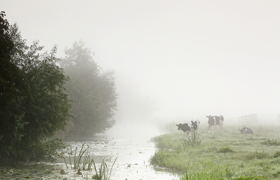 <i class='fa fa-user'></i>&nbsp;Pieter  LJ&nbsp;|  Koeien in de mist&nbsp; <i class='fa fa-eye'>&nbsp;107</i> &nbsp;<i class='fa fa-thumbs-up'>&nbsp;9</i> &nbsp; <i class='fa fa-comment-o'>&nbsp;3</i>