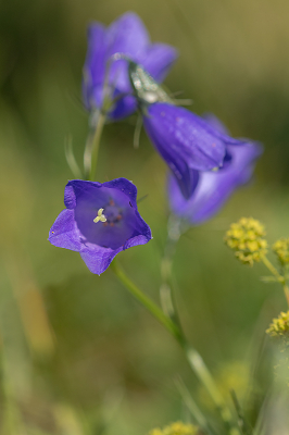 <i class='fa fa-user'></i>&nbsp;Willem Verhagen&nbsp;|  Campanula scheuchzeri&nbsp; <i class='fa fa-eye'>&nbsp;56</i> &nbsp;<i class='fa fa-thumbs-up'>&nbsp;1</i> &nbsp; <i class='fa fa-comment-o'>&nbsp;1</i>