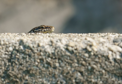 Waar muurtjes waren, daar zaten in veel gevallen ook Muurhagedissen. Zeker bij zonnig weer lieten ze zich vaker zien. 

Bij het voorbij lopen van zo'n muurtje had ik het idee dat ik "bekeken" werd en keek naar links en zag dit koppie eruit steken. Is het nu Muurhagedis of "Gluur"hagedis ???

Heel voorzichtig gedraaid en gelukkig bleef hij zitten. Dat leverde een aantal leuke plaatjes op.

Uit de hand.