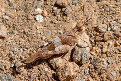 <i class='fa fa-user'></i>&nbsp;Johan van Gurp&nbsp;|  Blauwvleugelsprinkhaan&nbsp; <i class='fa fa-eye'>&nbsp;82</i> &nbsp;<i class='fa fa-thumbs-up'>&nbsp;1</i> &nbsp; <i class='fa fa-comment-o'>&nbsp;3</i>